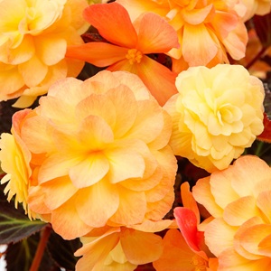 Coco Basket 12